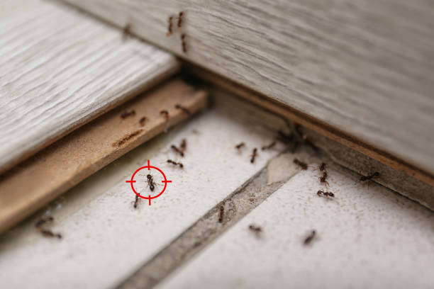 Best Affordable Exterminators  in Edgar, WI