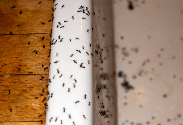 Best Wildlife Control Services  in Edgar, WI