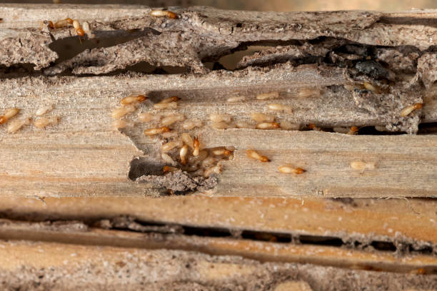 Best Pest Inspection Near Me  in Edgar, WI